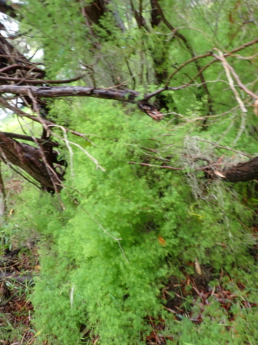 Asparagus declinatus, photograph 5
