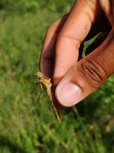 Keeled Skimmer