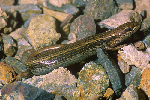 Asymblepharus eremchenkoi