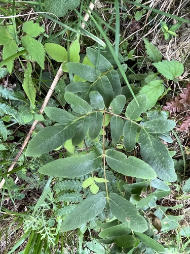 Osmunda japonica, photograph 5