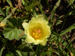 Cienfuegosia sulphurea