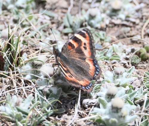 Ladakh Tortoiseshell