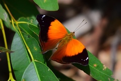 Doleschallia bisaltide australis