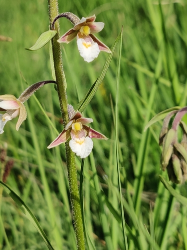 Marsh Helleborine