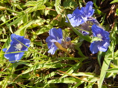 Evolvulus glomeratus