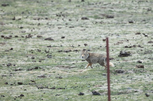 Tibetan Fox