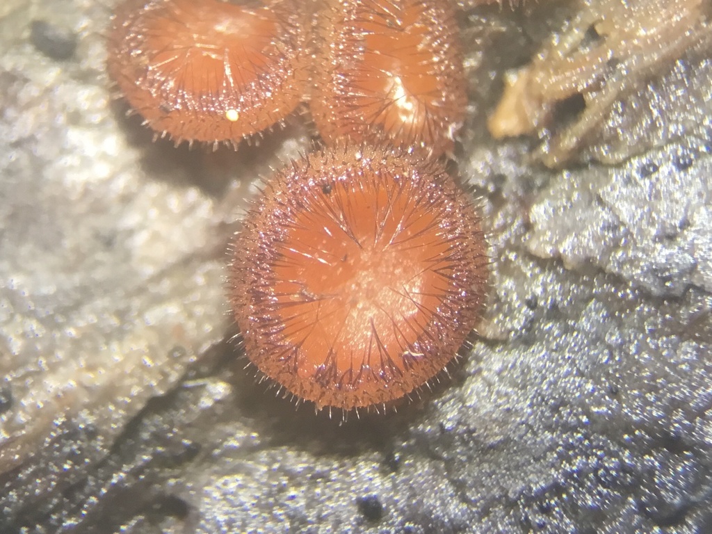 Scutellinia vitreola