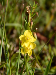 Scoparia montevidensis