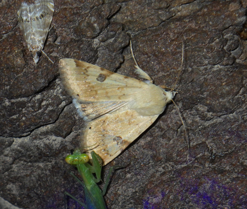 The Bordered Straw