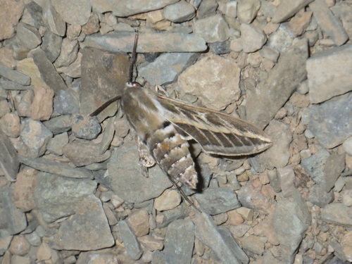 Striped Hawkmoth