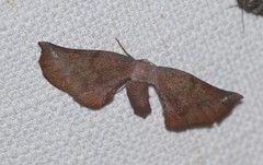 Parepisparis multicolora