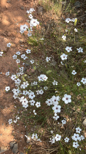 Linum suffruticosum, photograph 4