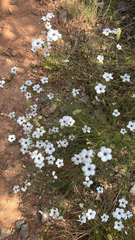 Linum suffruticosum, photograph (c) Naturalista, some rights reserved (CC BY)