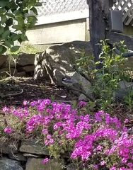 Poecile atricapillus