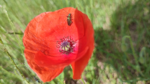Thick-legged Flower Beetle