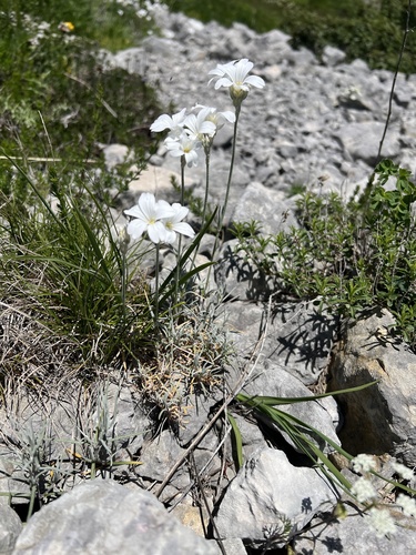 Cerastium grandiflorum (Cerastium grandiflorum)