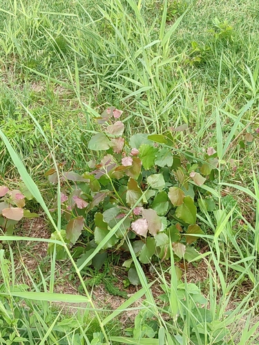 European aspen