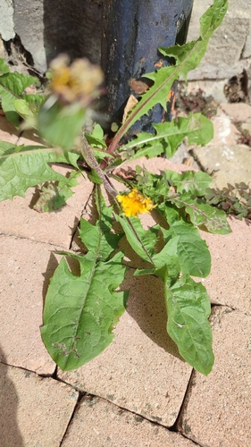 common dandelion