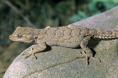 Mediodactylus russowii