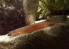 Black Kuhli Loach photo 1