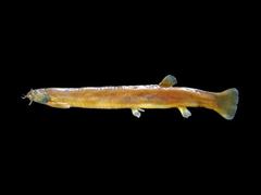 Black Kuhli Loach photo 3