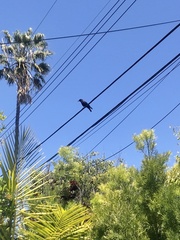 Corvus brachyrhynchos