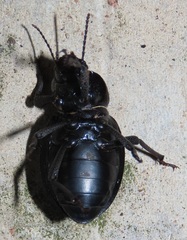 Ocnodes