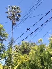 Corvus brachyrhynchos