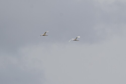 iNaturalist image