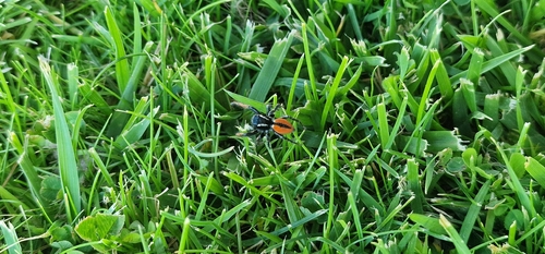 Red-bellied Jumping Spider