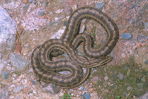 Steppe Ratsnake