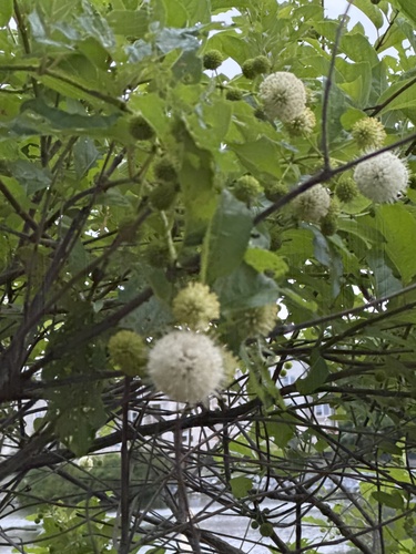 buttonbush