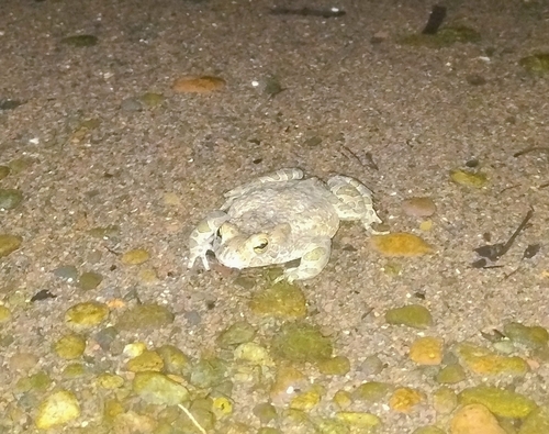 Green Toad
