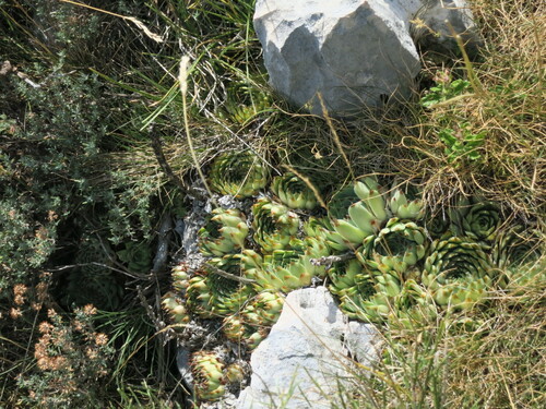Sempervivum calcareum