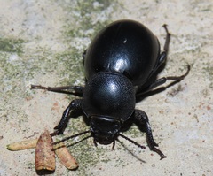 Ocnodes