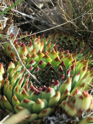 Sempervivum calcareum