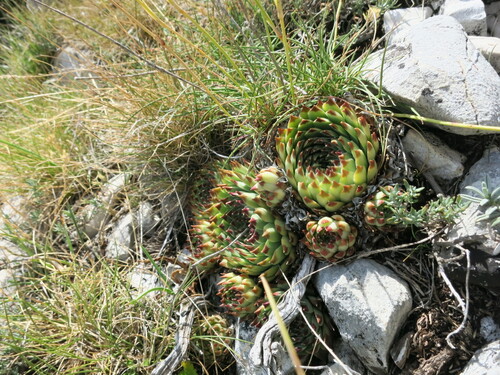 Sempervivum calcareum