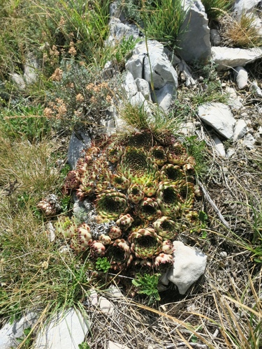Sempervivum calcareum
