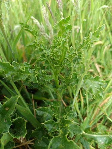 creeping thistle