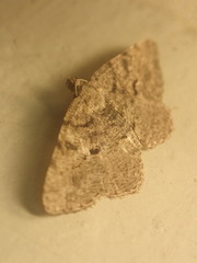 Digrammia gnophosaria