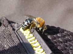 Colletes dimidiatus