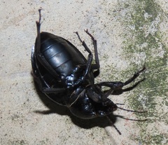 Ocnodes