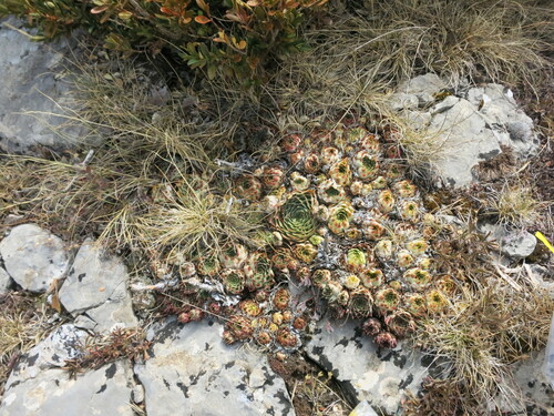 Sempervivum calcareum