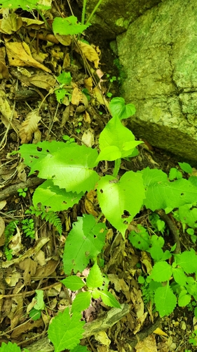 Saussurea tanakae iNat (2)