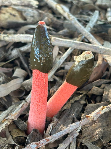 Devil's Stinkhorn