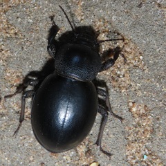 Ocnodes