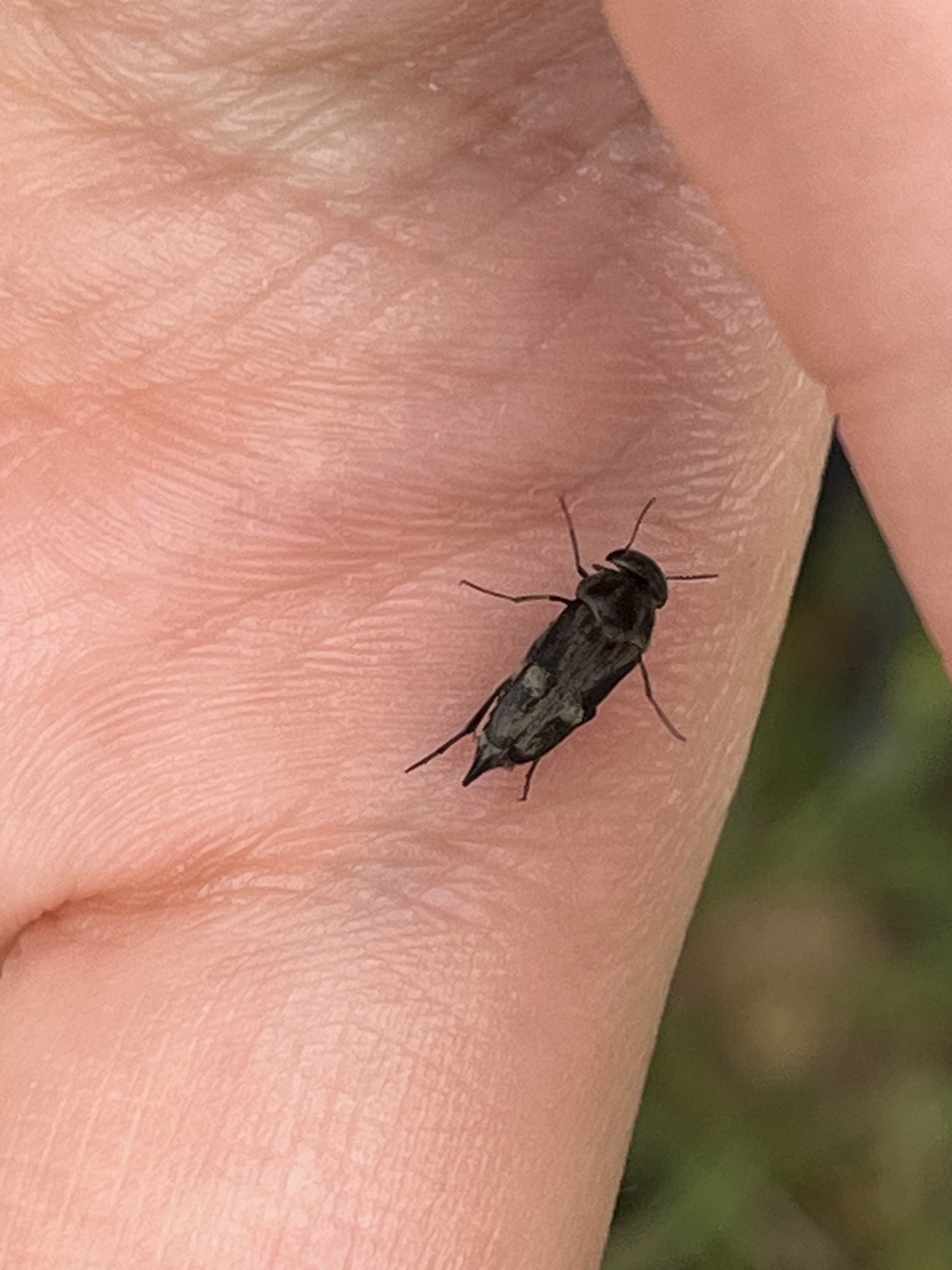 Tomoxia bucephala