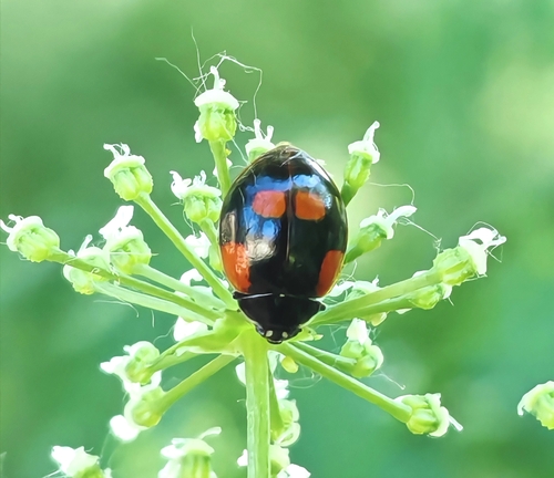 Two-spotted Lady Beetle