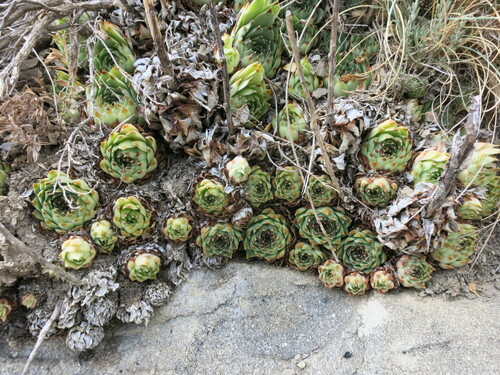 Sempervivum calcareum
