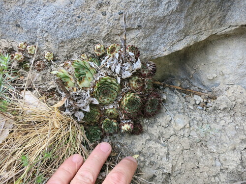 Sempervivum calcareum